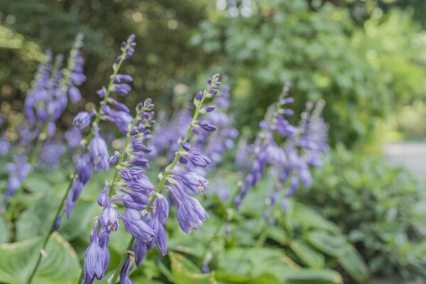 Ukázková přírodní zahrada Domov na zámku v Myslibořicích (foto 1)