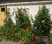 Ukázková přírodní zahrada Peterkovi (foto 3)