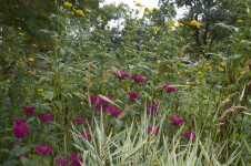 Ukázková přírodní zahrada Stará Říše (foto 2)