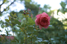 Ukázková přírodní zahrada Stará Říše (foto 3)