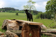 Chalupa pod lípou - Ukázková přírodní zahrada (foto 5)