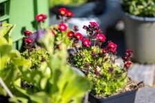 469861163-122165499290259105-5698691333497689398-n-2