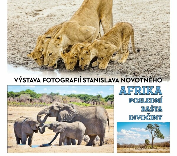 afrika-posledni-basta-divociny