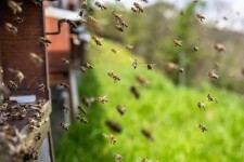 bees-7996596-640-1