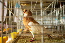 img-2342-497