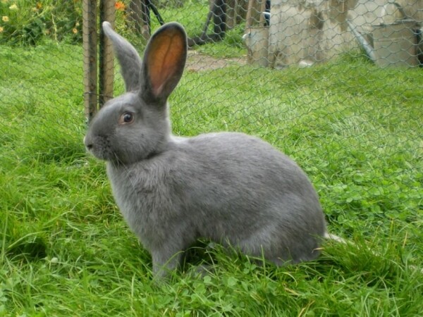 Jarní výstava drobného zvířectva (foto 1)