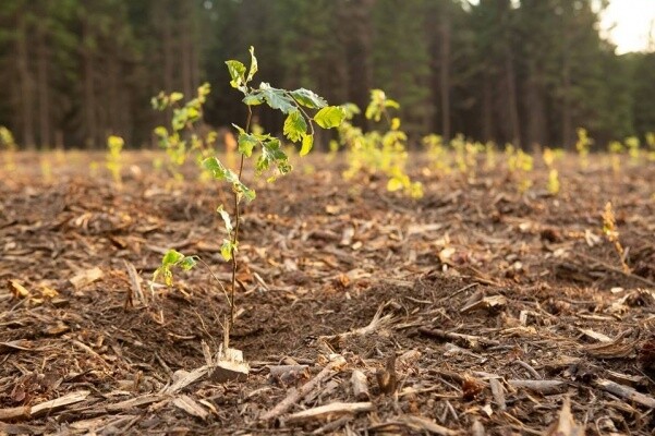 Sázení stromků v lese u Ski (za minigolfem) (foto 1)