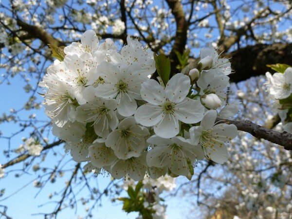 1.5. - MÁJ LÁSKY ČAS (foto 1)