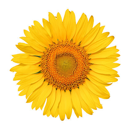 Kytičkový den (foto 1)