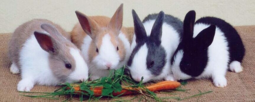 Den Dětí v Petrovicích (foto 1)