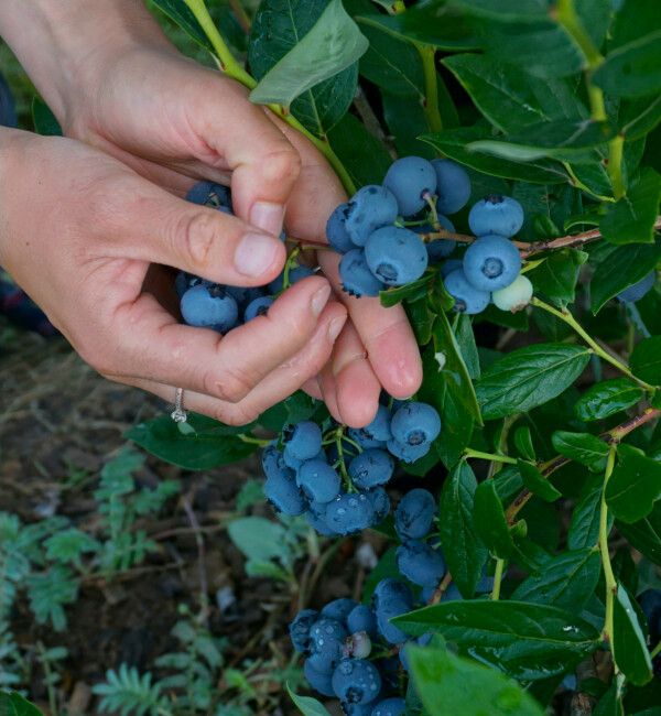 Farmářský trh (foto 1)