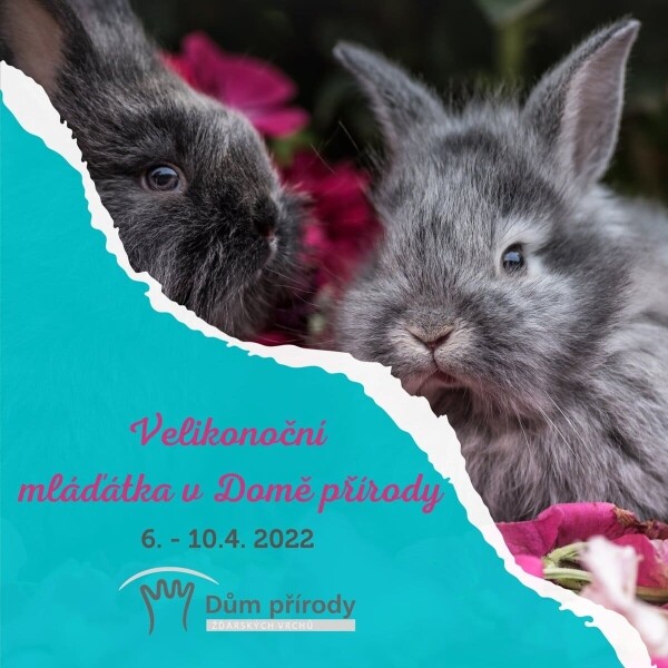 Velikonoční mláďátka (foto 1)