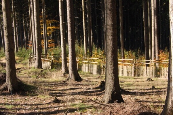 Den otevřených lesů (foto 1)