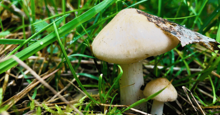 Jarní houby s Irynou Kliestovou (foto 1)