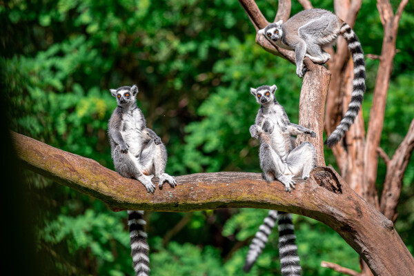 Prázdniny začínají v zoo (foto 1)