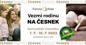 Samosběr česneku (foto 2)