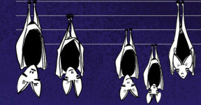 Náš soused netopýr (foto 3)