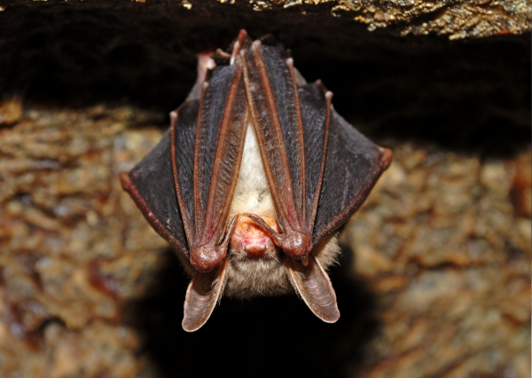 Náš soused netopýr (foto 1)