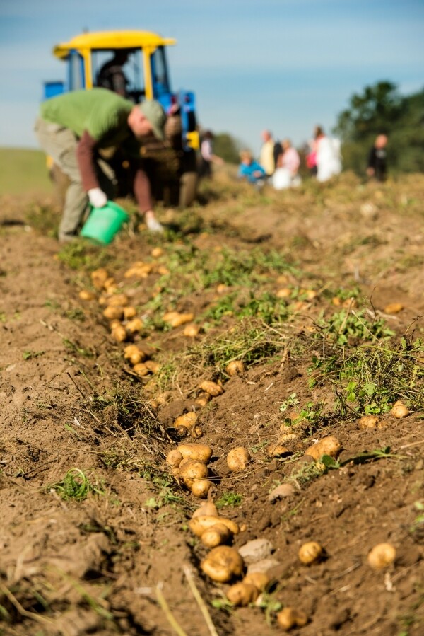 Humpolecká dokopná (foto 1)