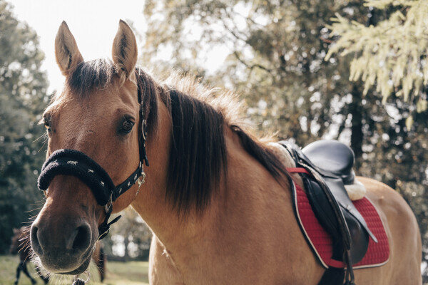 Svatomartinské hodování na Medlově (foto 1)