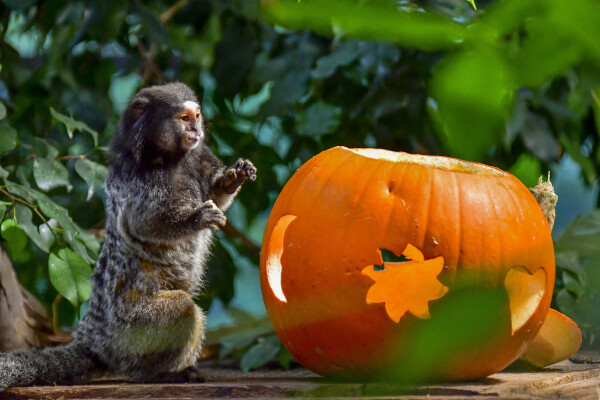 Podzimní slavnost (foto 1)