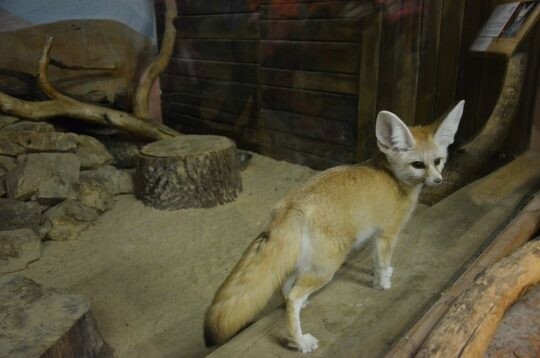 Večerní zoo (foto 1)