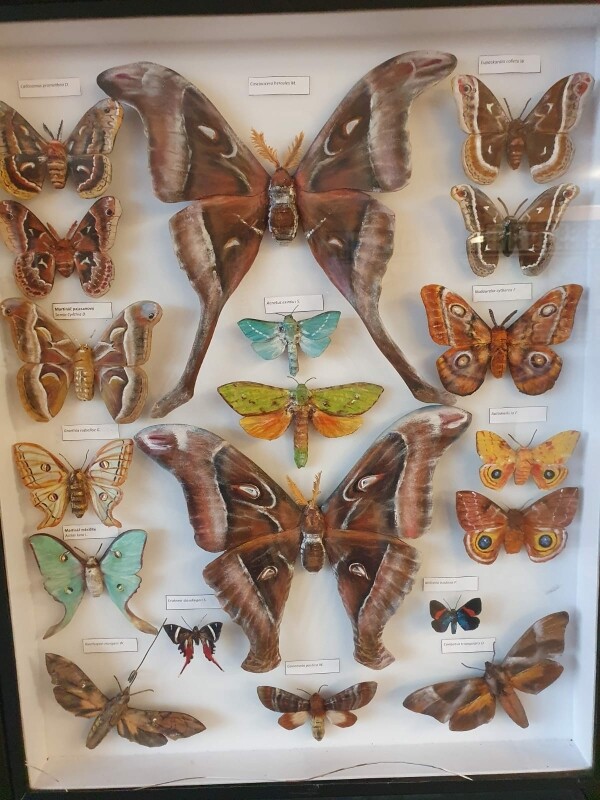 Galerie motýlů ze dřeva (foto 1)