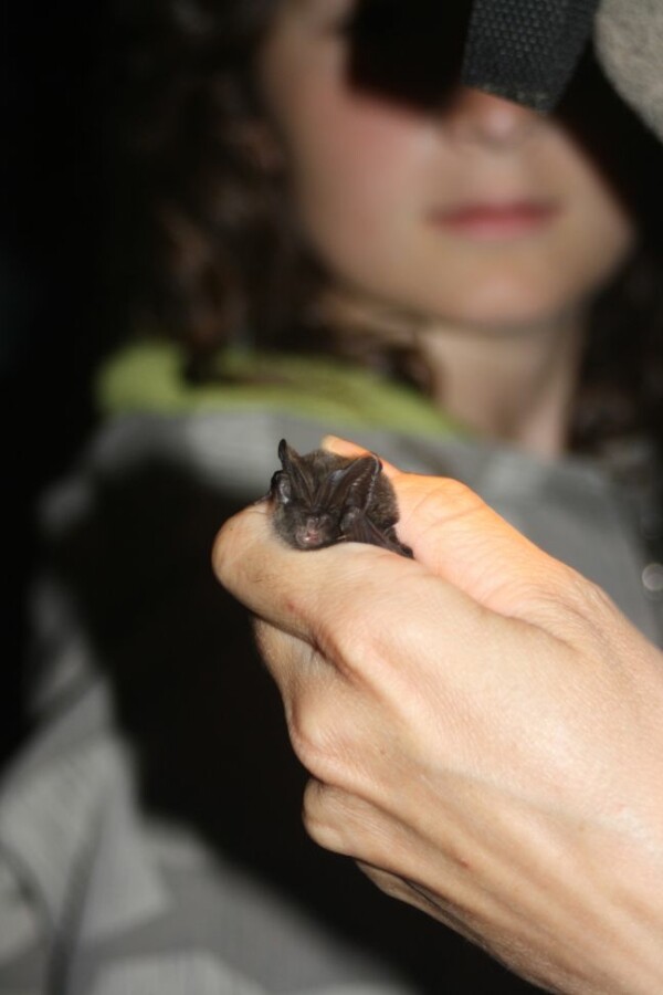 Netopýři tajemní a zranitelní - výstava sdružení Zelené srdce (foto 1)