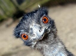 Masopust v Zoo Jihlava (foto 1)