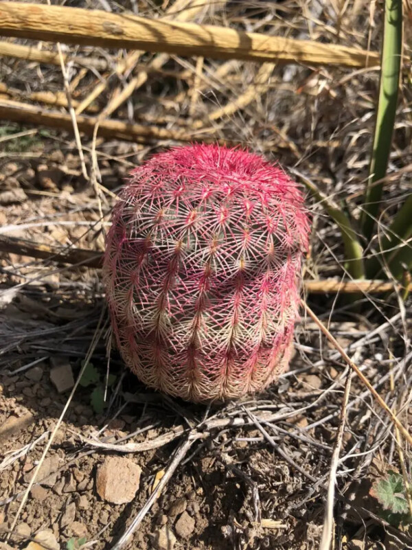 Přednáška: Od hranic s USA až po Mexico City (foto 1)