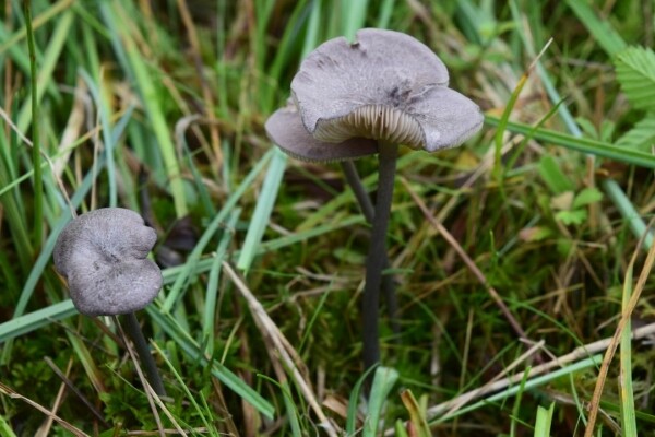 Přednáška: Beseda s mykology (foto 1)