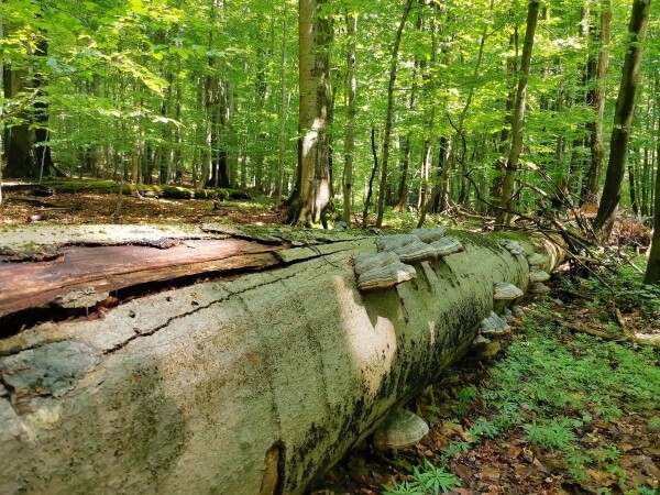 Lesnický podvečer (foto 1)