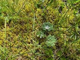 FESTIVAL JARA (foto 1)