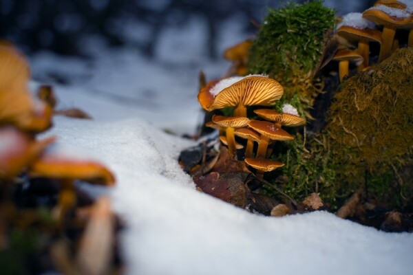 Důmyslný svět hub (foto 1)