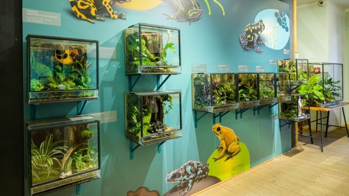 Cesta do pralesa - výstava pralesních žab (foto 1)