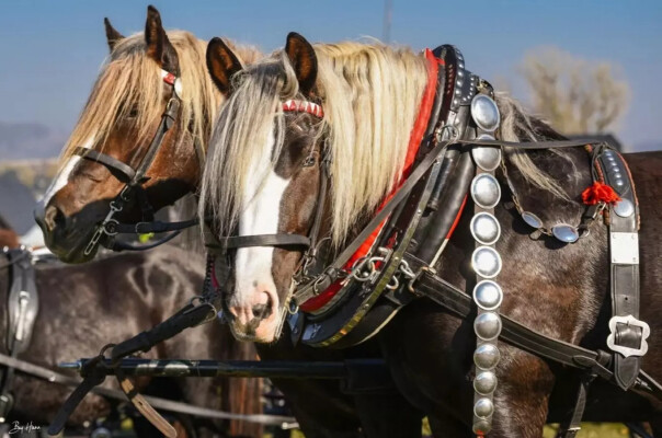 Den koní na Edenu 2024 (foto 1)