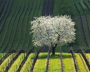 Toulky Moravským Toskánskem (foto 1)