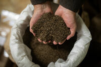 Kmínový festival ve Velkém Meziříčí (foto 1)