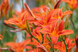 Zahrada Vysočiny - LILIE (foto 1)