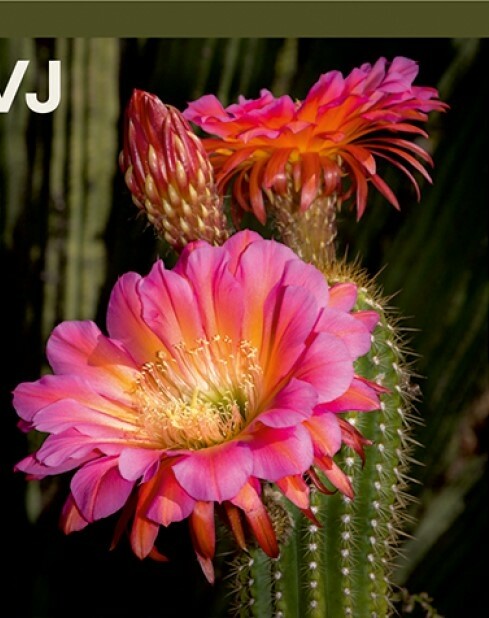 Výstava: Kaktusy a sukulenty (foto 1)