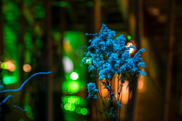 DIVOKÁ DOPOLEDNE - tvoření pro děti v muzeu a galerii (foto 1)