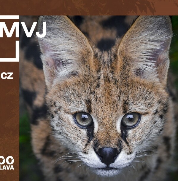 Výstava: Pojďte s námi do zoo (foto 1)