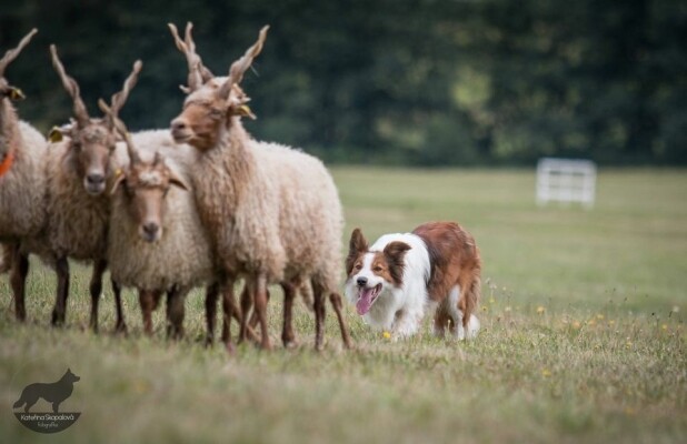 6. ročník závodů v ovládání ovcí pomocí ovčáckého psa v Pavlínově (foto 1)