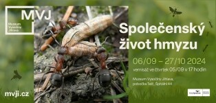 Výstava: Společenský život hmyzu (foto 2)