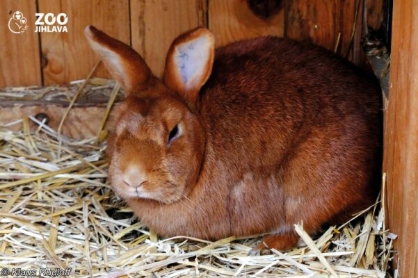 Den králíků v Zoo a Běh pro Zoo (foto 1)