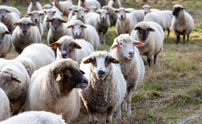 Ovčí den 2024 (foto 1)