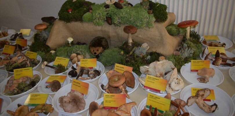 výstava: XIV. výstava hub (foto 1)