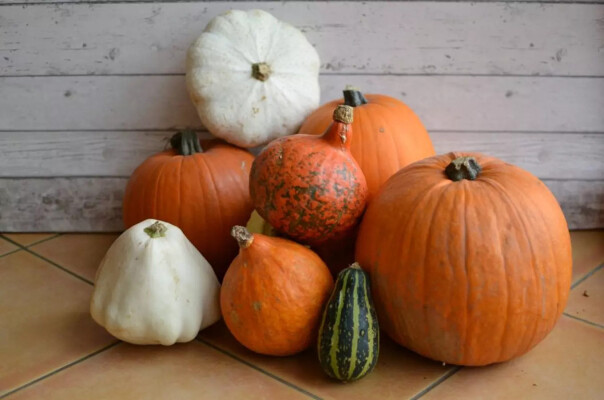 Dýňobraní v Třebíčí (foto 1)