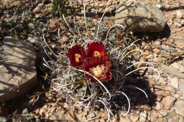 Cesta Mexikem za kaktusy II. (foto 1)