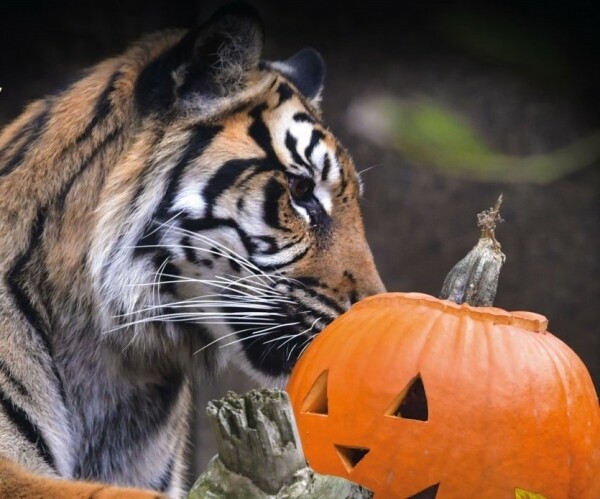 Lampionová procházka v Zoo Jihlava (foto 1)